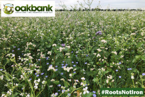 #RootsNot Iron Summer Cover Crop